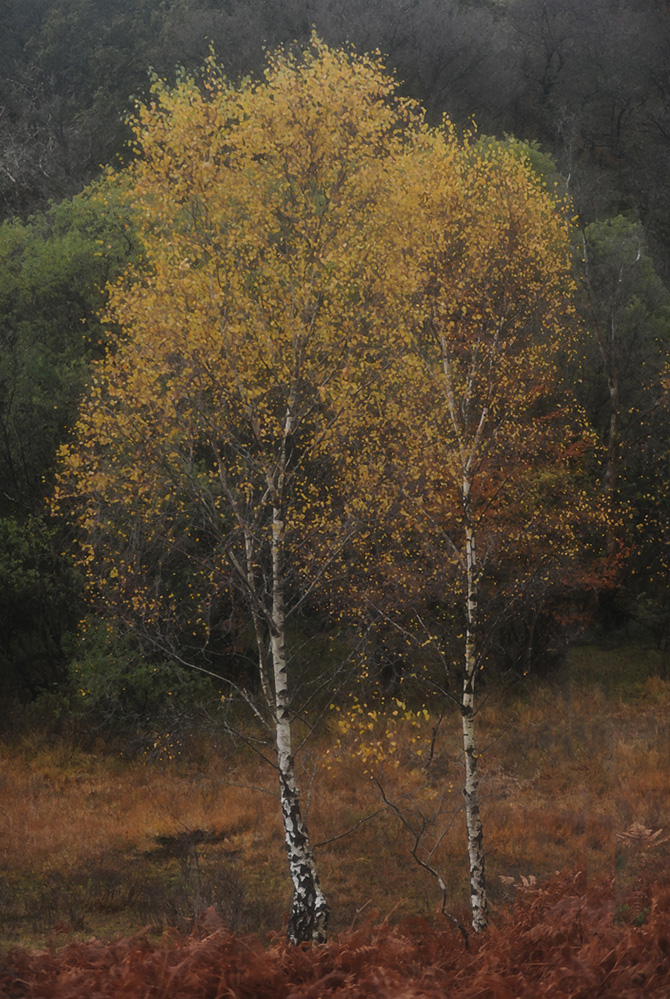 Autumn Golden Birch, Culverley 1